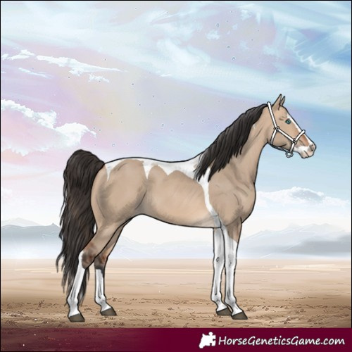 Horse Color:Bay Dun Splash Tobiano