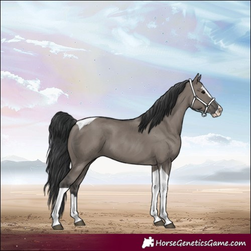 Horse Color:Grullo Splash Tobiano 