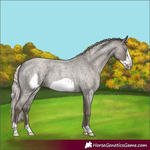 Horse Color:Silver Blue Roan Frame