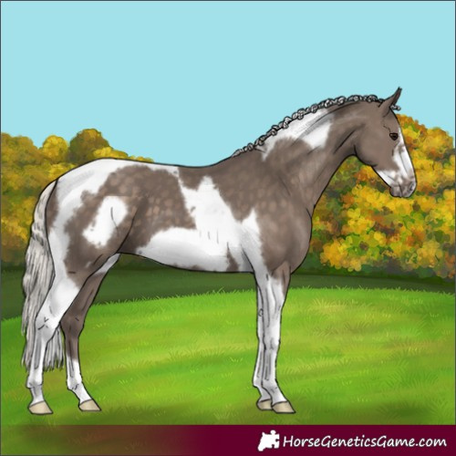 Horse Color:Silver Black Tobiano Frame 