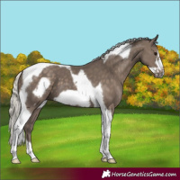Horse Color:Silver Black Tobiano Frame 