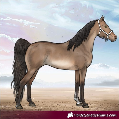 Horse Color:Brown Dun Sabino 