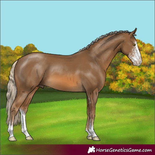Horse Color:Chocolate Palomino Sabino 