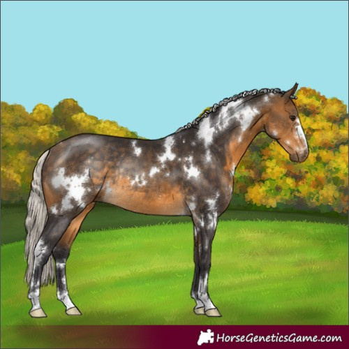 Horse Color:White Spotted Silver Buckskin Rabicano