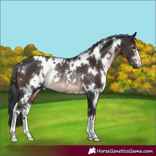 Horse Color:White Spotted Brown Rabicano