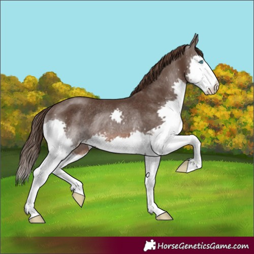 Horse Color:Liver Chestnut Splash Rabicano 