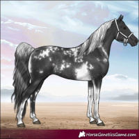 Horse Color:White Spotted Black Tobiano Rabicano 