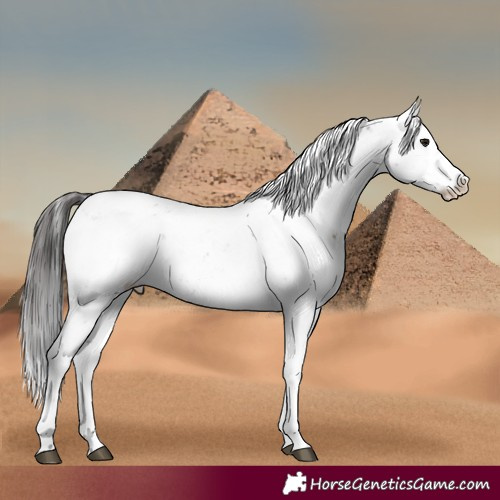 Horse Color:Brown Sabino Rabicano 