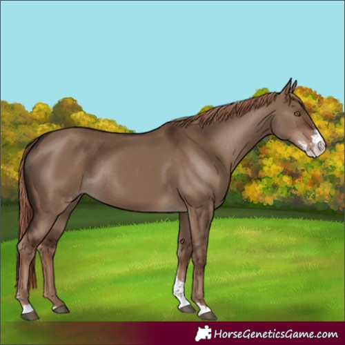 Horse Color:Liver Red Dun Sabino Rabicano 