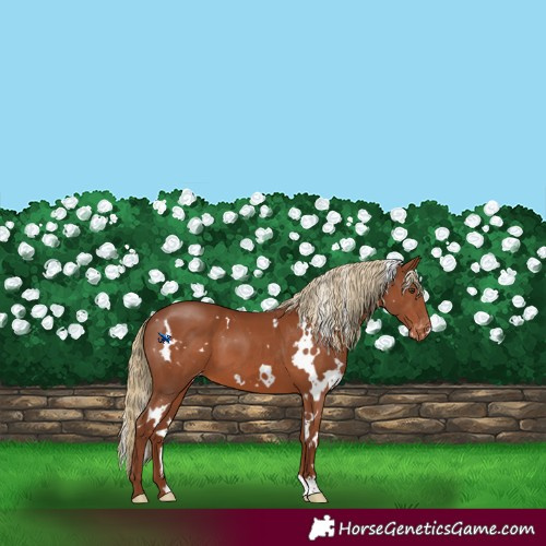 Horse Color:White Spotted Chestnut Appaloosa 