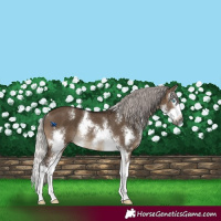 Horse Color:Gray Silver Brown Dun Mushroom Sabino Splash Rabicano 