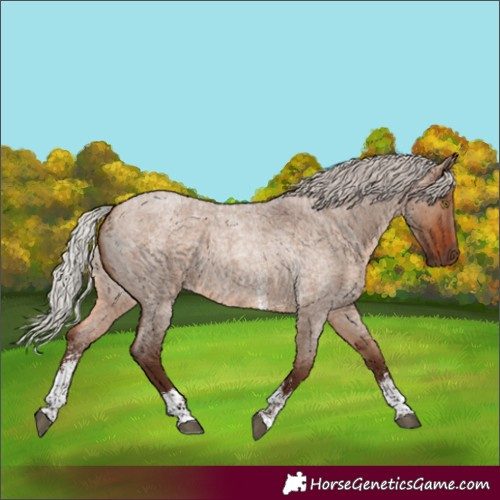 Horse Color:Unknown 
