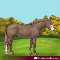Horse Color:Liver Red Dun Sabino Rabicano 