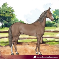 Horse Color:Liver Red Dun Sabino Rabicano
