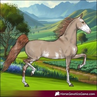 Horse Color:Liver Red Dun Sabino Rabicano 