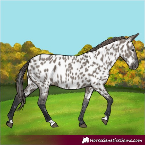 Horse Color:Grullo Appaloosa 
