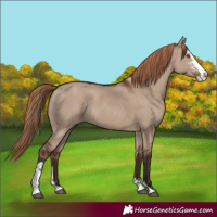 Horse Color:Liver Red Dun Sabino Rabicano