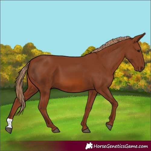 Horse Color:Chestnut 