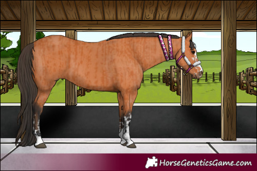 Horse Color:Bay and Bay