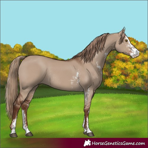 Horse Color:Liver Red Dun Sabino Rabicano
