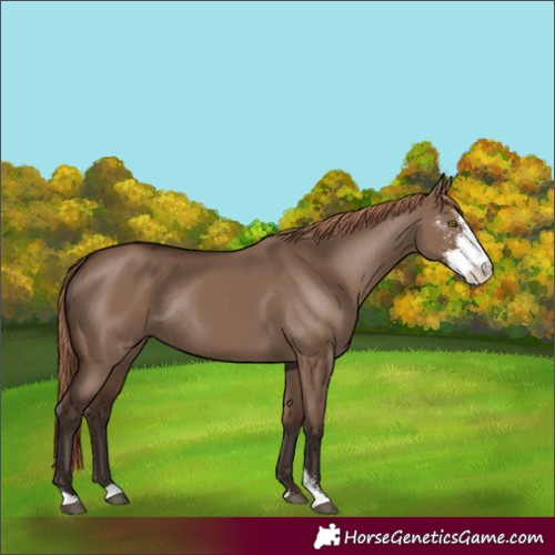 Horse Color:Liver Red Dun Sabino Rabicano 