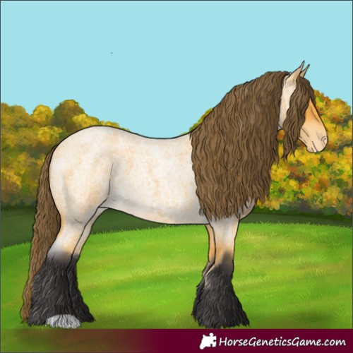 Horse Color:Buckskin Roan Appaloosa 
