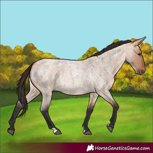 Horse Color:Bay Roan Dun Rabicano 