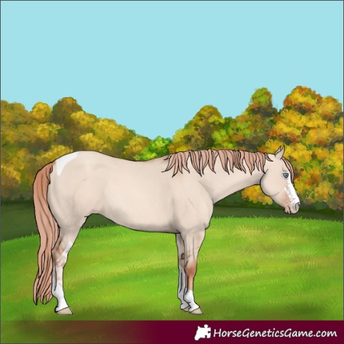 Horse Color:Gold Champagne Dun Sabino Tobiano Rabicano 