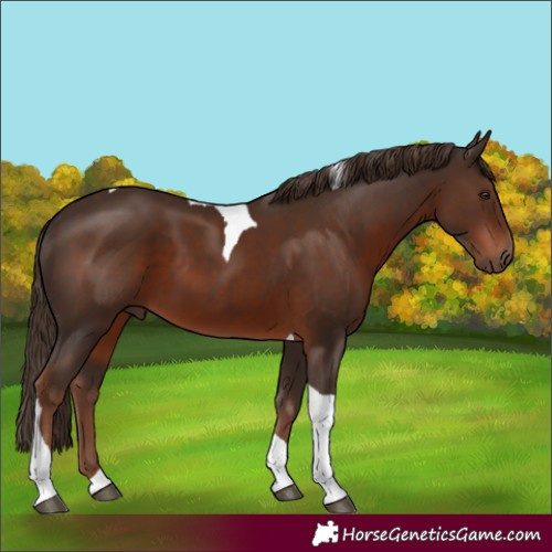 Horse Color:Liver Chestnut Tobiano 