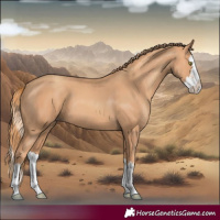 Horse Color:Gold Champagne Splash