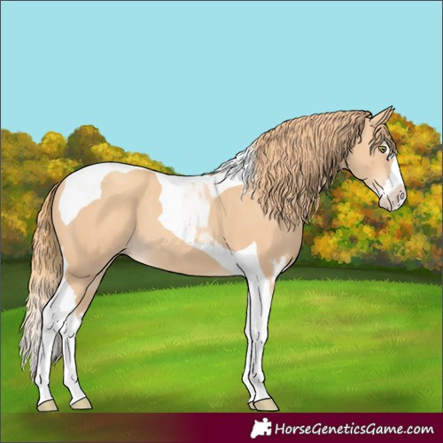 Horse Color:Gold Champagne Splash Tobiano 