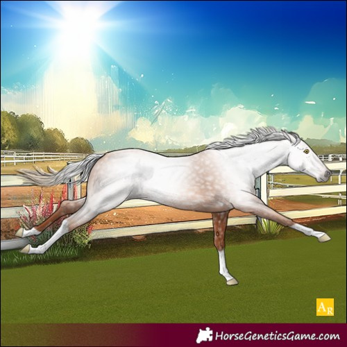 Horse Color:Gray Gold Champagne Tobiano