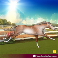 Horse Color:Gray Gold Champagne Tobiano 