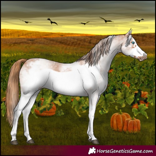 Horse Color:White Spotted Chestnut Sabino Frame 