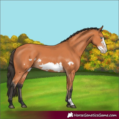 Horse Color:Bay Frame 