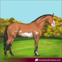 Horse Color:Bay Frame
