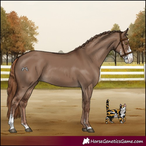 Horse Color:Liver Red Dun Sabino Rabicano