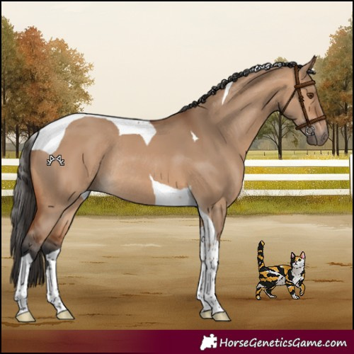 Horse Color:Bay Dun Tobiano Rabicano 