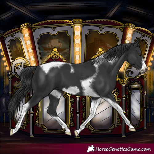 Horse Color:Black Tobiano Frame