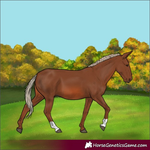 Horse Color:Chestnut 