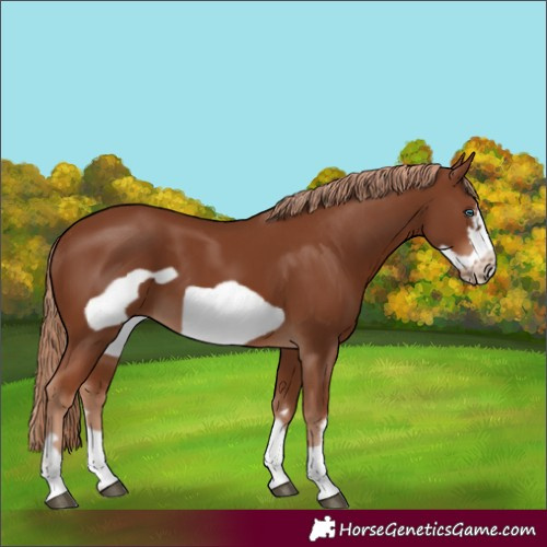 Horse Color:Unknown 
