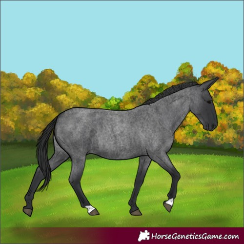 Horse Color:Blue Roan