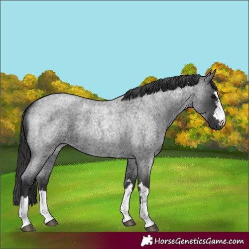 Horse Color:Blue Roan 