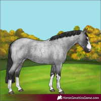 Horse Color:Blue Roan 