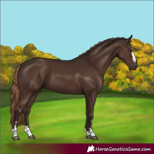 Horse Color:Liver Chestnut 