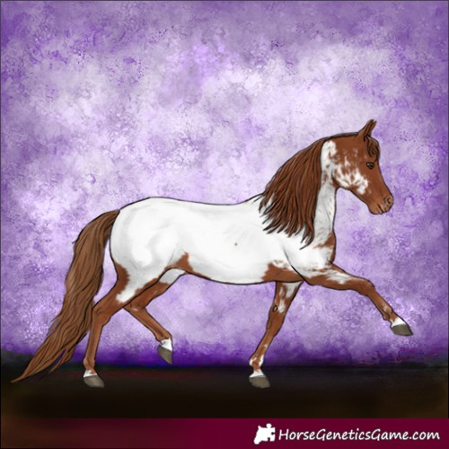 Horse Color:Chestnut Near Fewspot