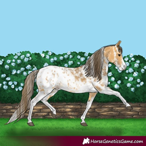 Horse Color:Buckskin Sabino Blanket 