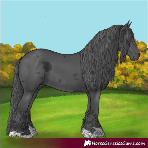 Horse Color:Black Merle 