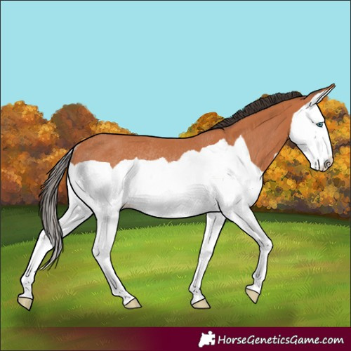 Horse Color:Bay Splash Rabicano 