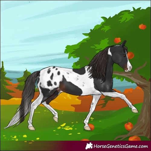 Horse Color:Liver Chestnut Splash Tobiano Blanket